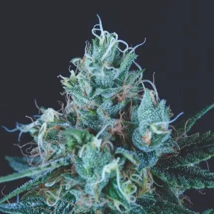 Ice Cream Feminised Seeds