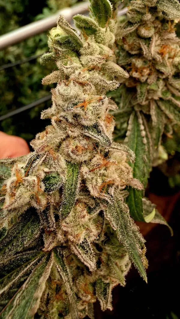 Platinum Capone Feminized Seeds