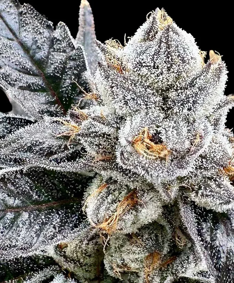 Platinum Lemon Cherry Gelato Feminized Seeds