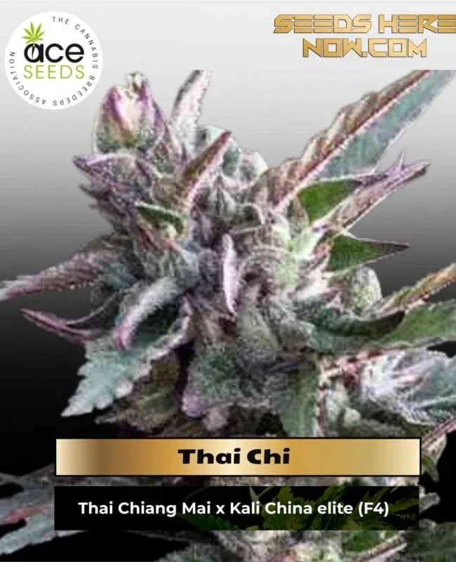 Thai Chi Feminised Seeds