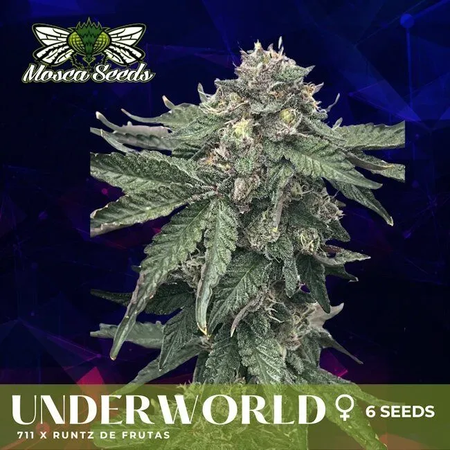 Underworld Feminized Seeds