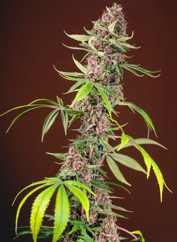 Red Mandarine F1 FAST Feminised Seeds