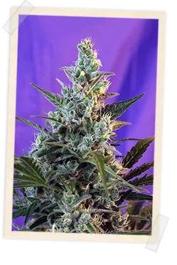 Sweet Skunk F1 FAST Version Feminised Seeds