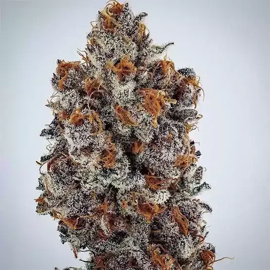Banana Hammock RBX Feminized Seeds