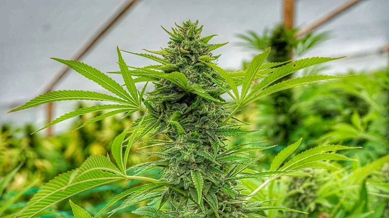 Clementine Slush Feminised Seeds