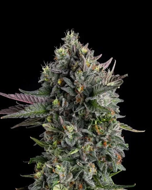 Puffinz Feminized Seeds