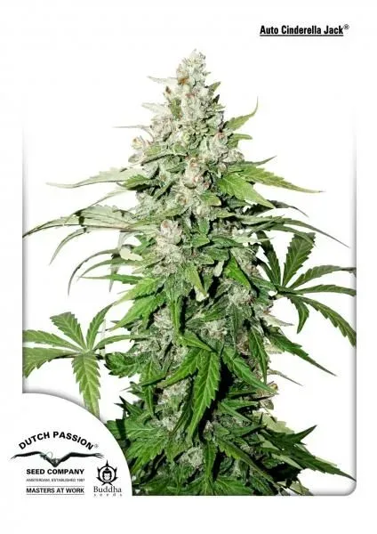 Cinderella Jack Auto Feminised Seeds