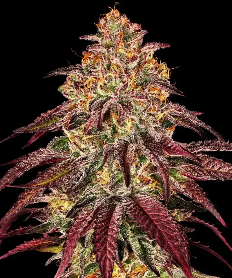 Mimosa x Orange Punch Auto Feminised Seeds
