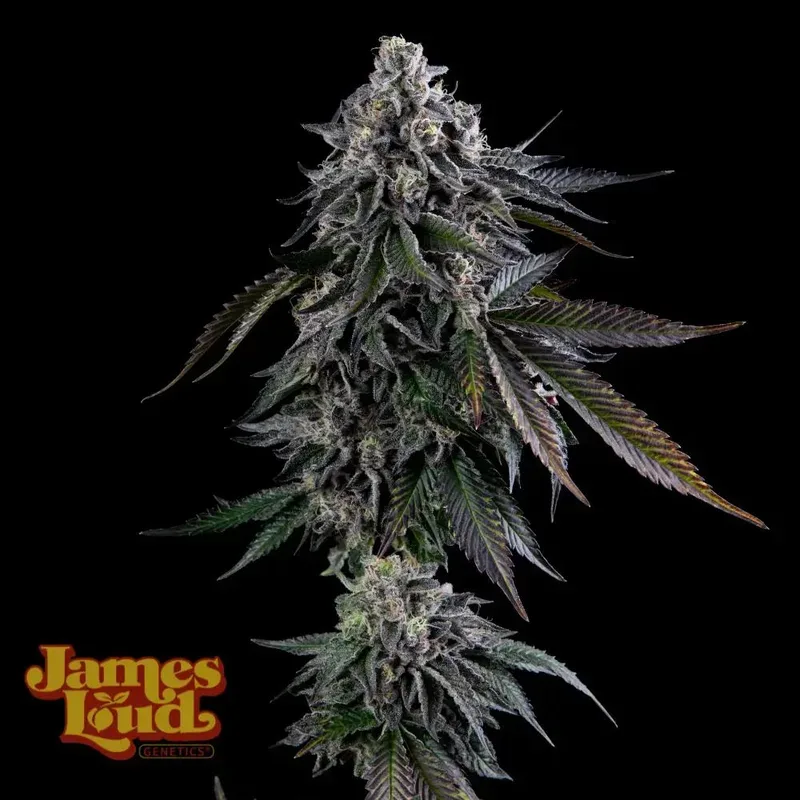 Dripz Feminized Seeds