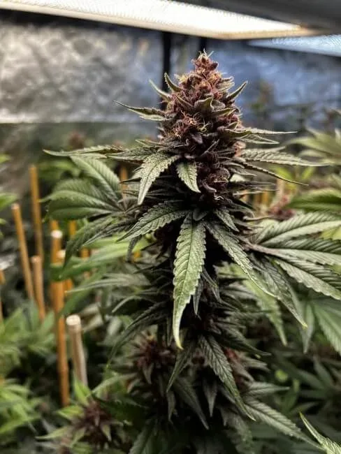 Raz-Boola Feminized Seeds