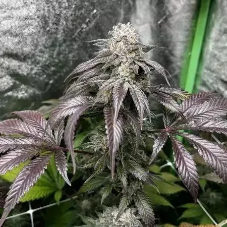Garlic Storm Feminized Seeds
