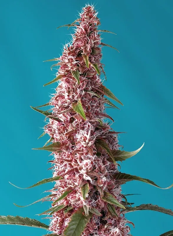 Red Pure CBD Auto Feminised Seeds