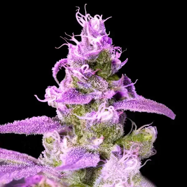 Purple Chocolope Feminised Seeds