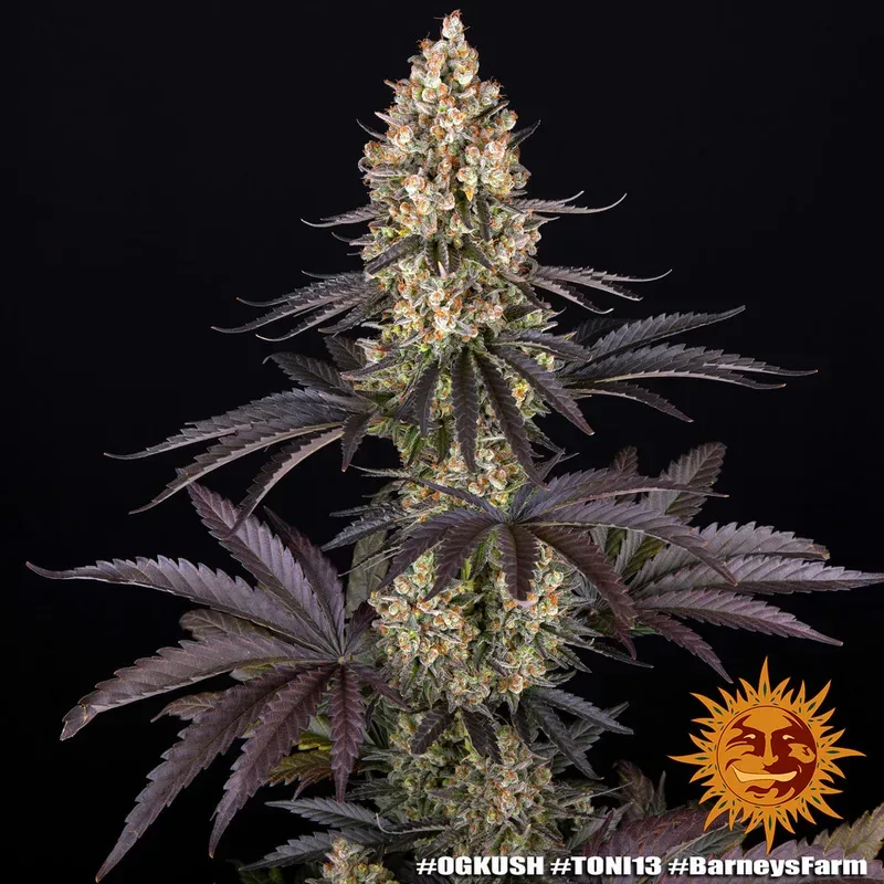 OG Kush Feminised Seeds