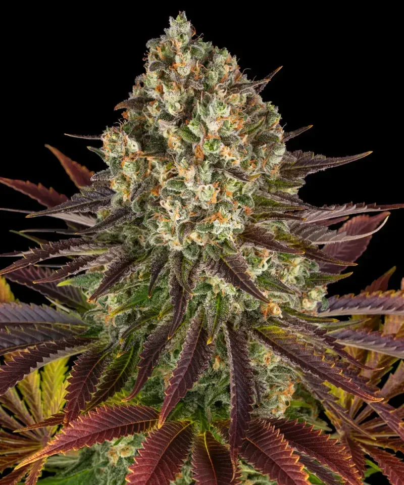 Biscotti Feminised Seeds