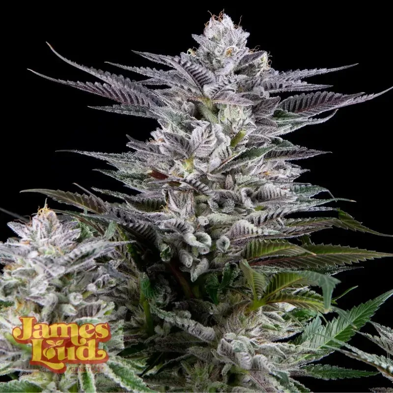 Gee Zee Feminized Seeds