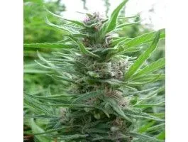 Panama Regular Seeds