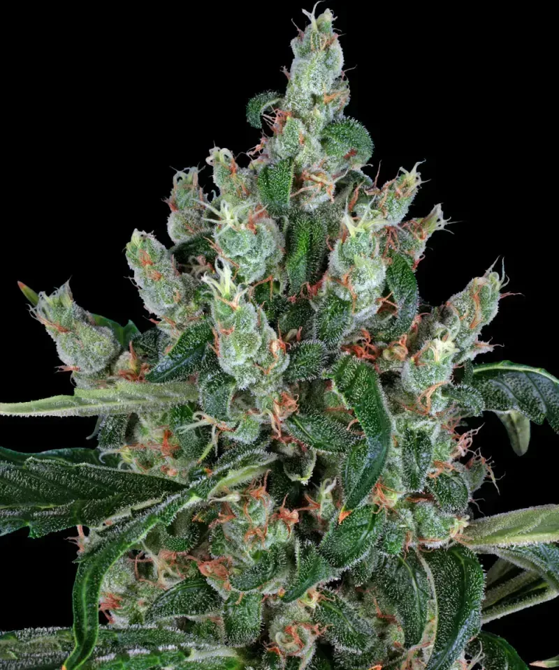 Laughing Buddha Feminised Seeds