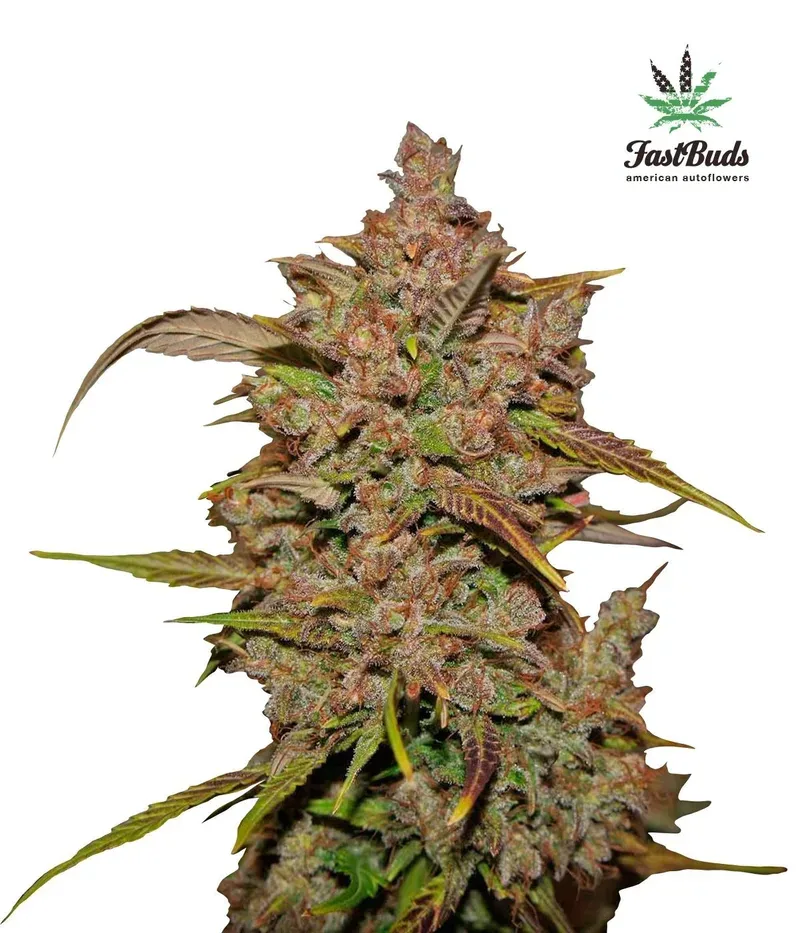 Crystal METH Auto Feminised Seeds