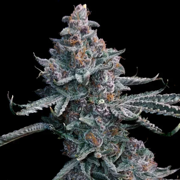 Runtz of Eden Feminised Seeds