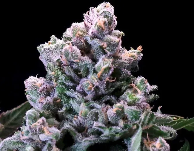 Huckleberry Pie FAST Feminized Seeds