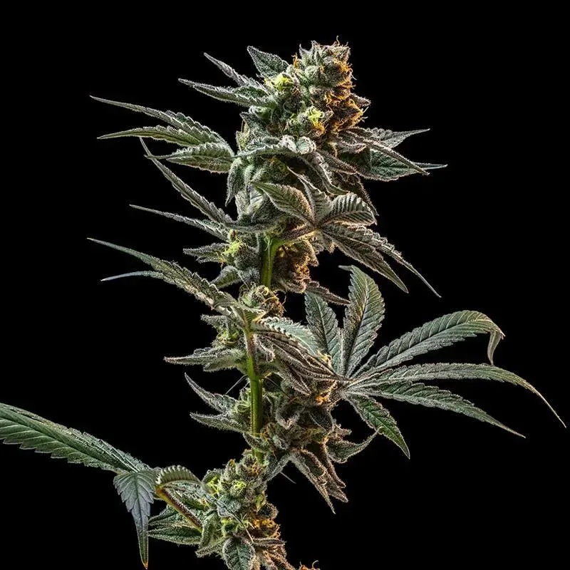 Gush Mintz Feminized Seeds