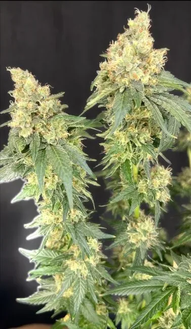 Bruce Banner x Baja Blast Feminised Seeds