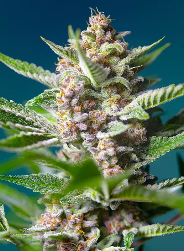 Purple Punch OG Feminised Seeds