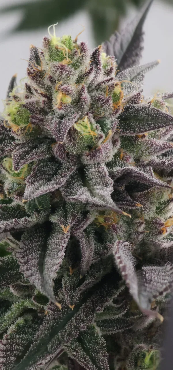 Gary Burger Feminised Seeds