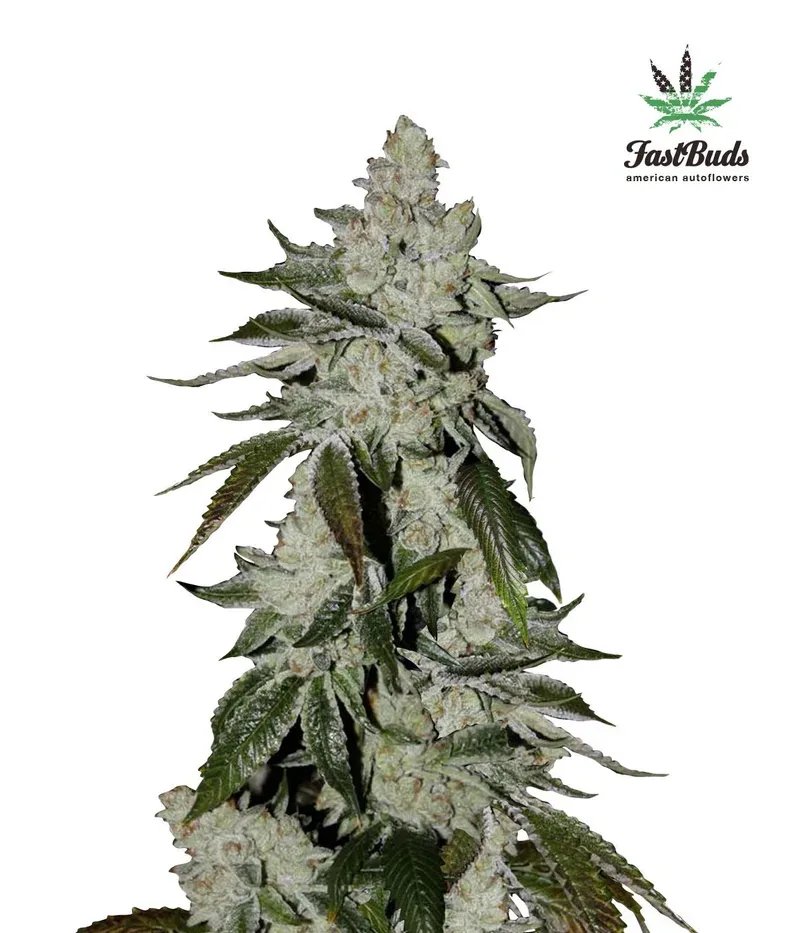 Girl Scout Cookies Auto Feminised Seeds