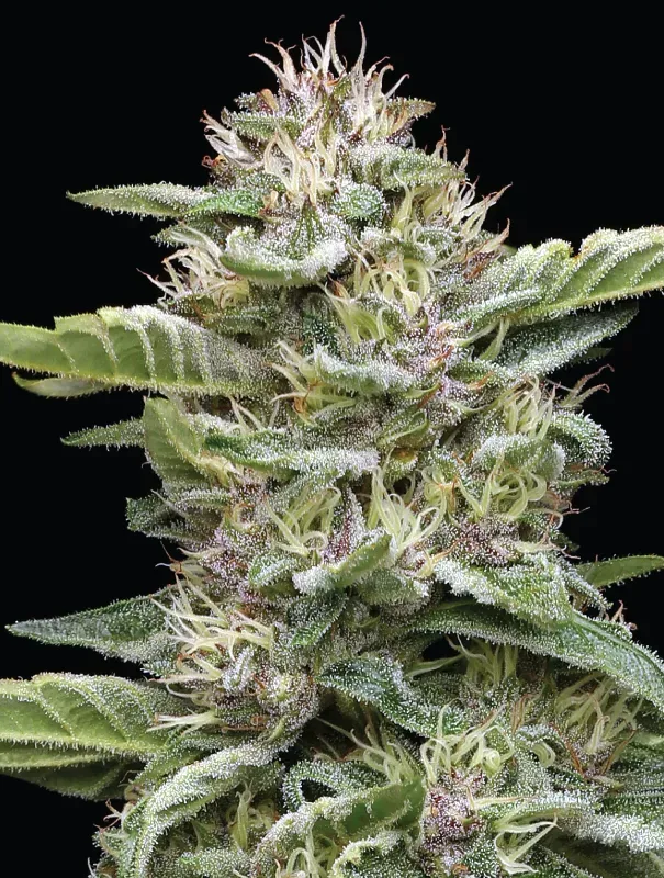 Garlic Budder Feminised Seeds