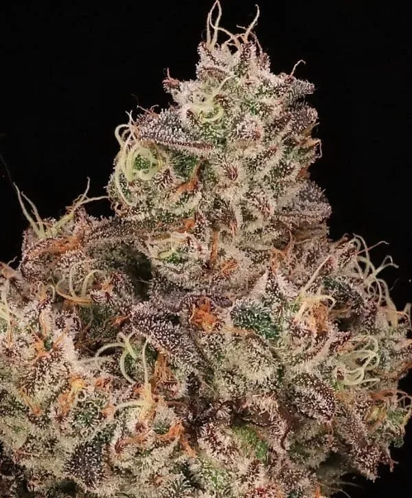 Gopher Glue FAST Feminized Seeds