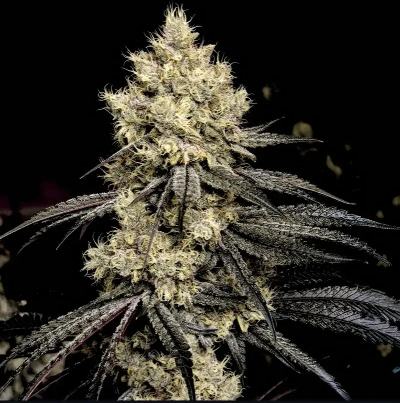 Pillows R1 Feminized Seeds