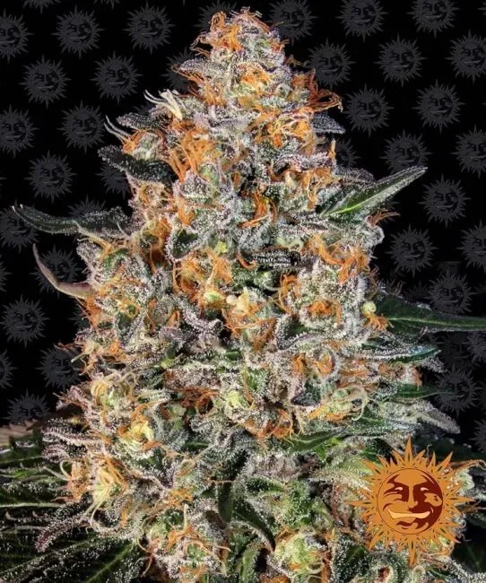 Bubba Kush Feminised Seeds