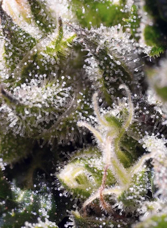 Cream Caramel Auto Feminised Seeds