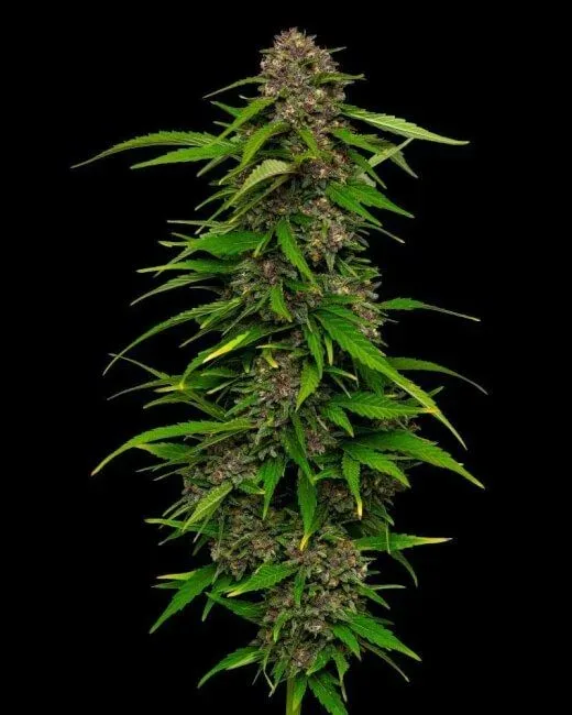 Autoflower Seeds