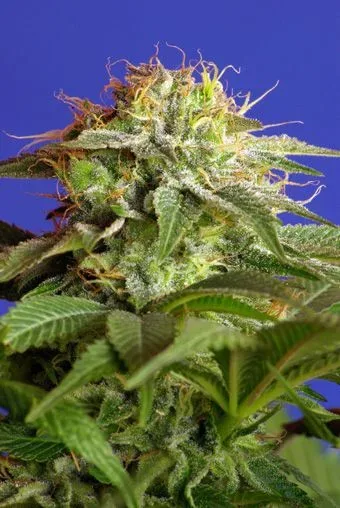 Green Poison Feminised Seeds