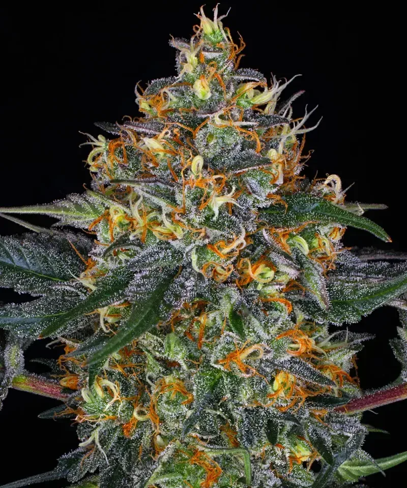 Moby Dick Auto Feminised Seeds