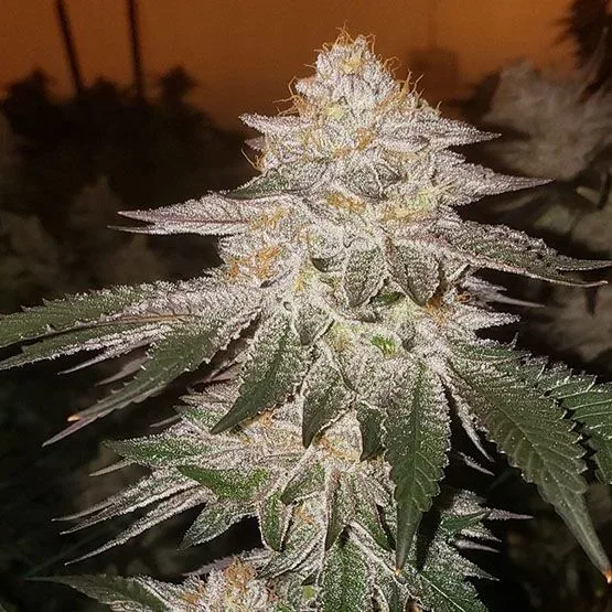 Pina RBX2 Auto Feminized