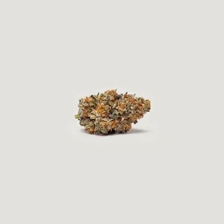 Gushi Feminized Seeds