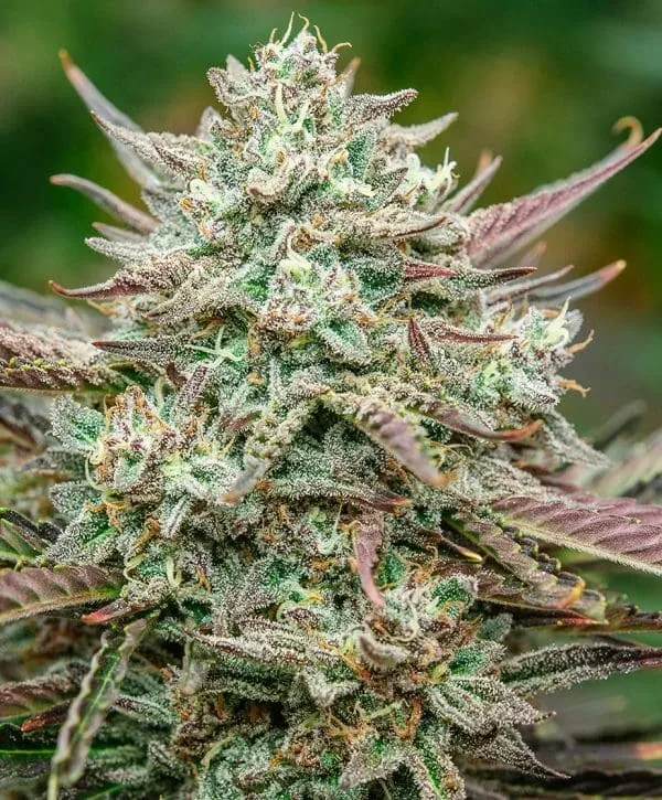 Face Fat Auto Feminized Seeds