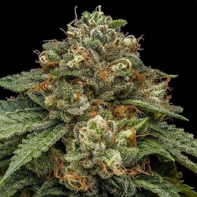 Kroma Feminised Seeds