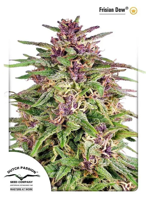 Frisian Dew Feminised Seeds