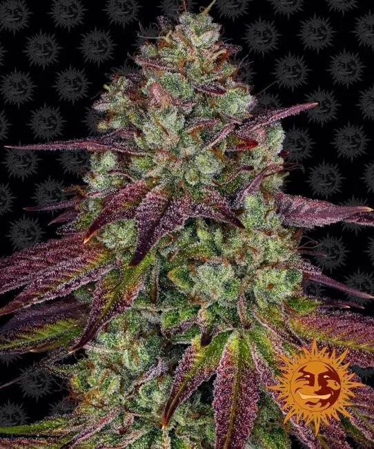Mimosa EVO Feminised Seeds