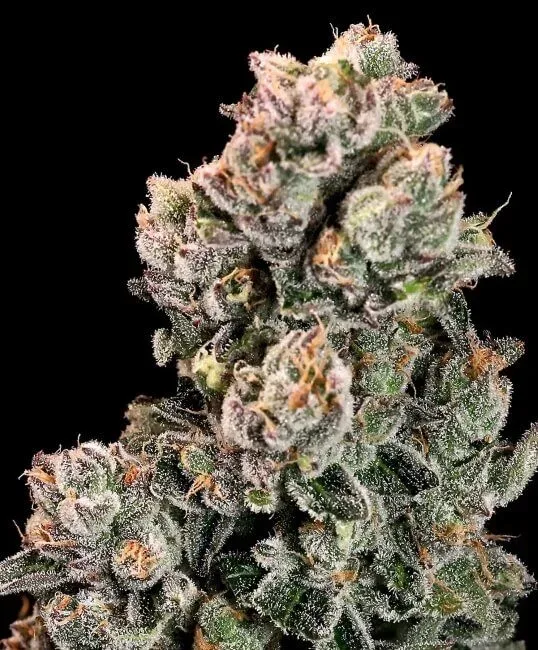 Slurpicane FAST Feminized Seeds