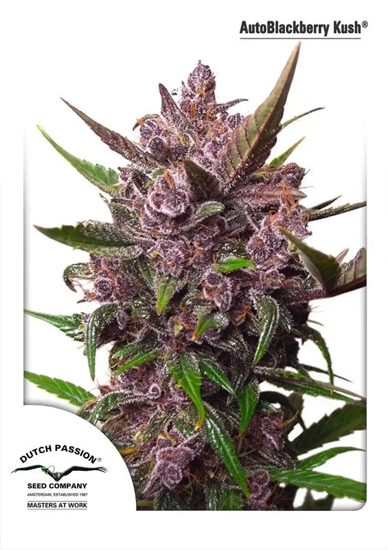 Blackberry Kush Auto Feminised Seeds