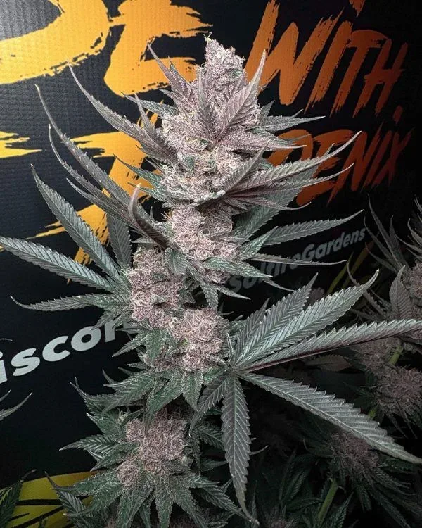 The Pulp Father Feminized Seeds