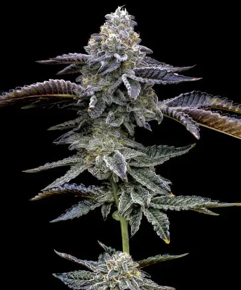 Blue Dream Feminized Seeds
