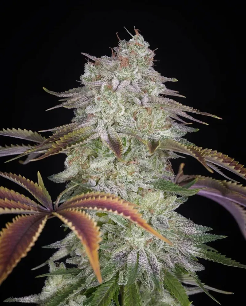 AlienZ Feminized Seeds