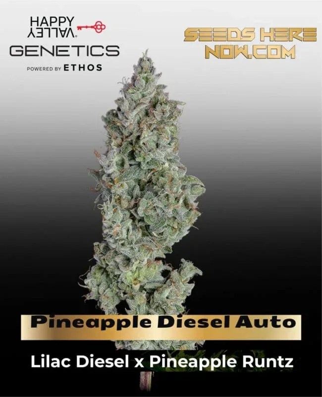 Pineapple Diesel Auto Feminised Seeds